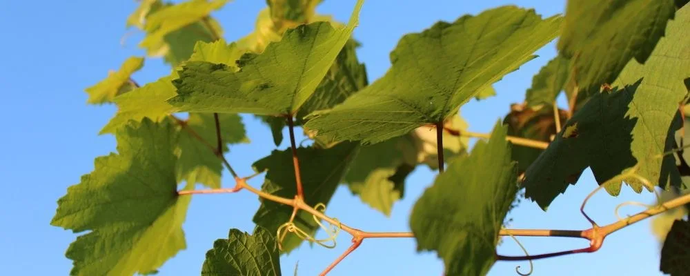 Weinlaub und eine Traube im Gegenlicht, Nahaufnahme