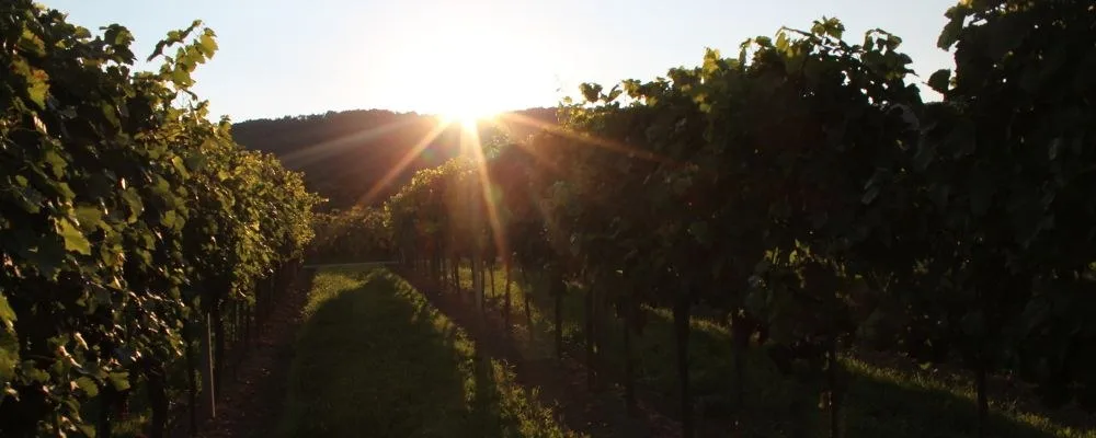 Rebzeilen am Hang bei tiefstehender Sonne